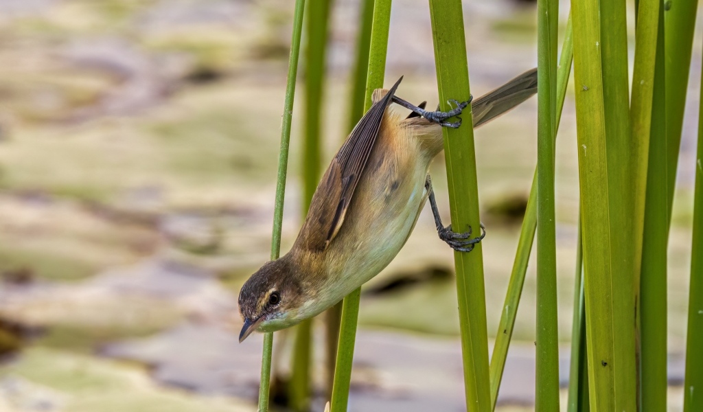 Маленькая птица иволга висит на зеленых камышах