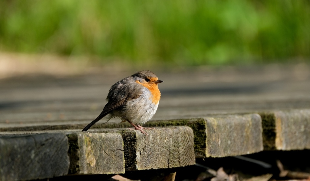 Маленькая нахохлившаяся птица сидит на мосту