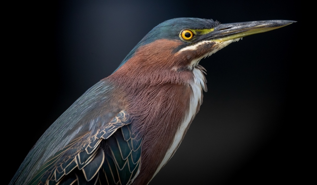 Американская зеленая кваква крупным планом