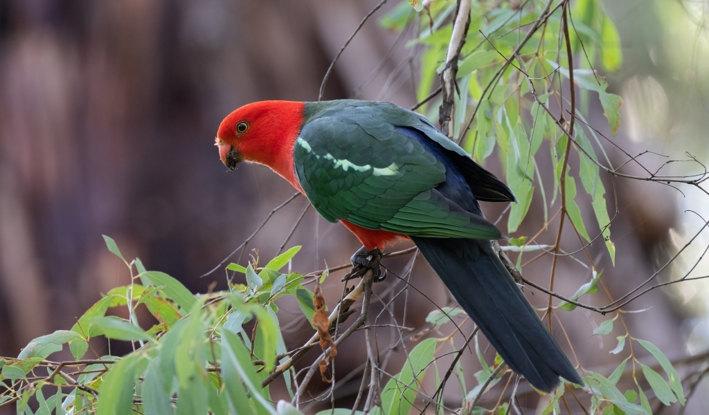 Австралийский королевский попугай на ветке дерева