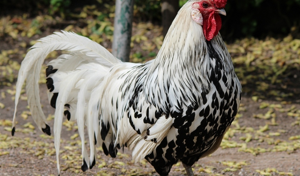 Красивый большой домашний петух
