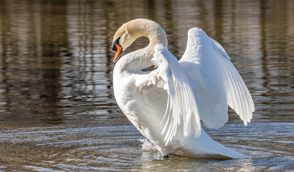 Красивый большой белый лебедь расправил крылья в воде