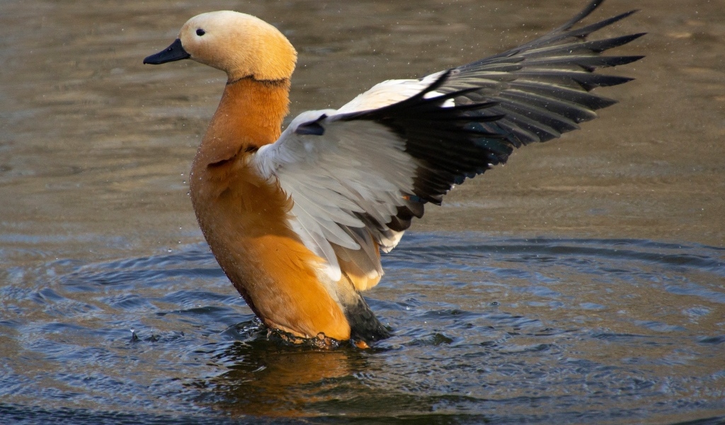 Красивый коричневый гусь в воде