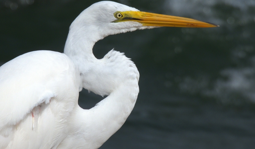 Красивая белая цапля с длинным острым клювом