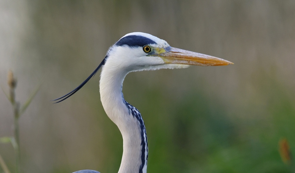 Красивая цапля с острым клювом