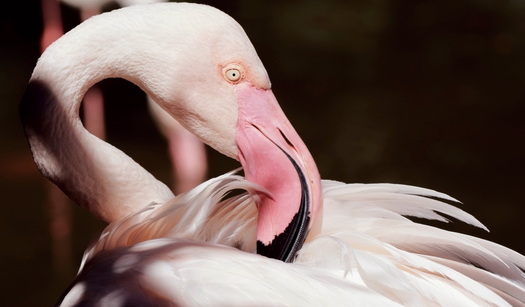 Красивый розовый фламинго крупным планом