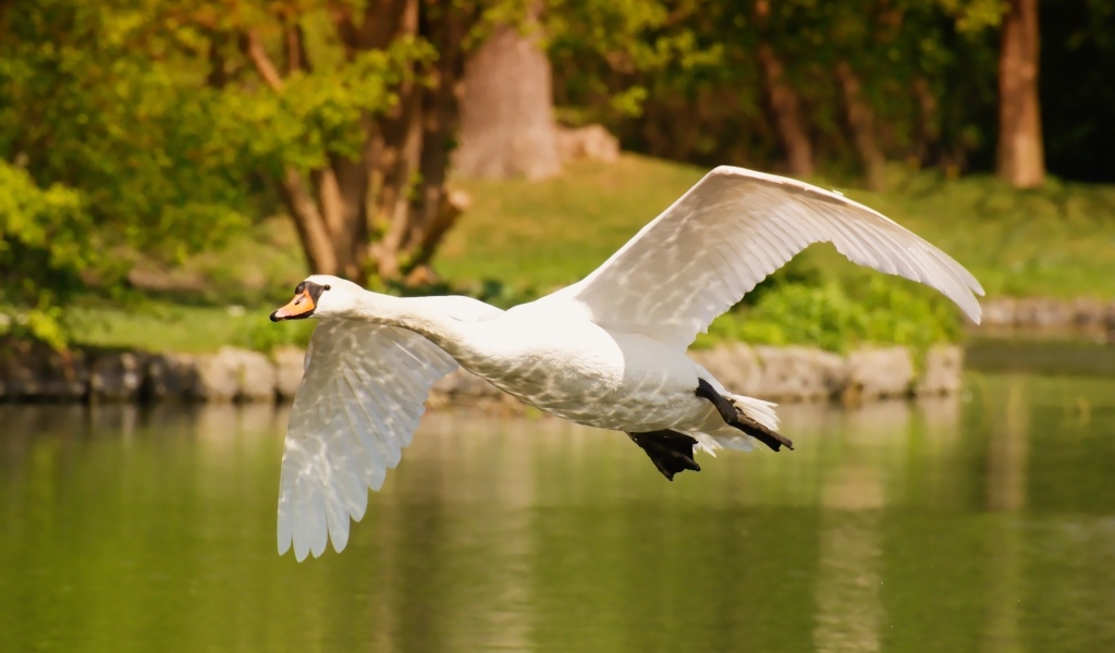 Красивый белый лебедь летит над водой