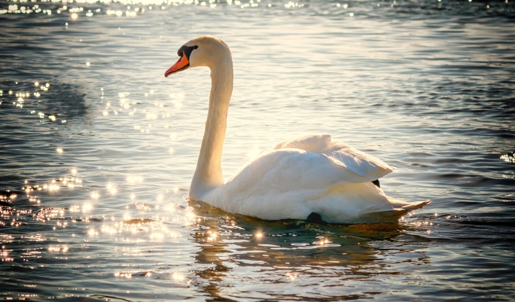 Красивый белый лебедь в лучах солнца в пруду