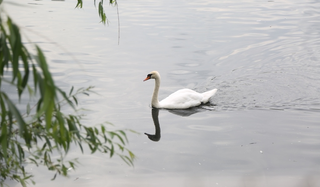 Красивый белый лебедь плавает в воде