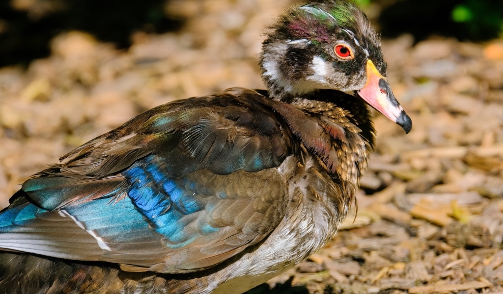 Красивая дикая утка 