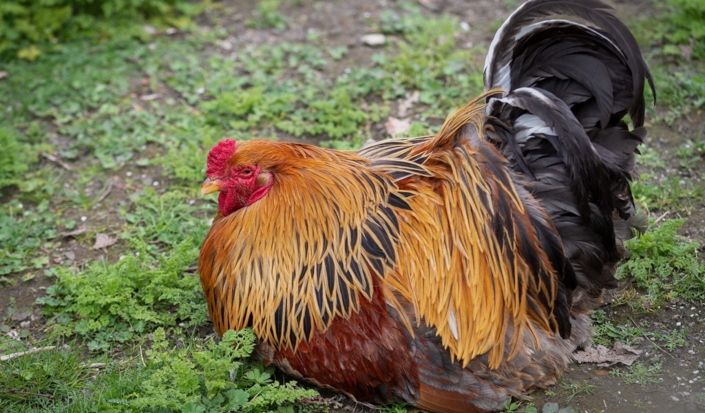 Большой красивый домашний петух