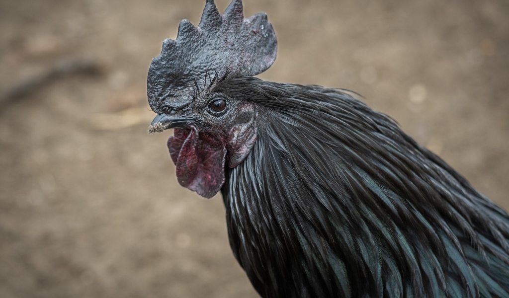 Большой черный домашний петух 