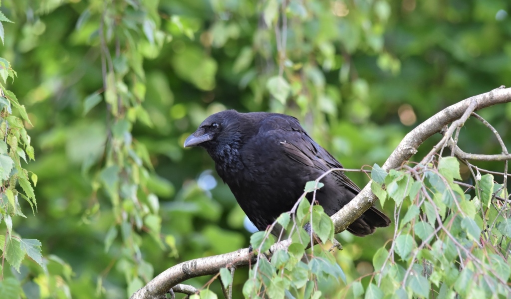 Большой черный ворон сидит на ветке