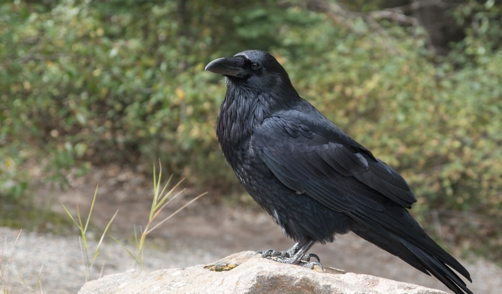 Большой черный ворон стоит на камне