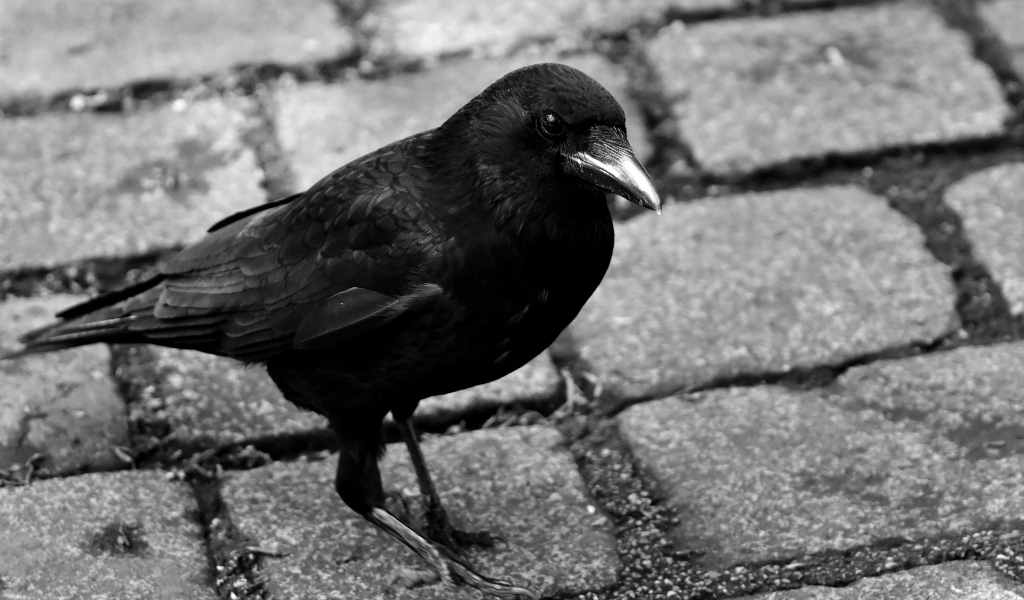 Большой черный ворон стоит на дороге