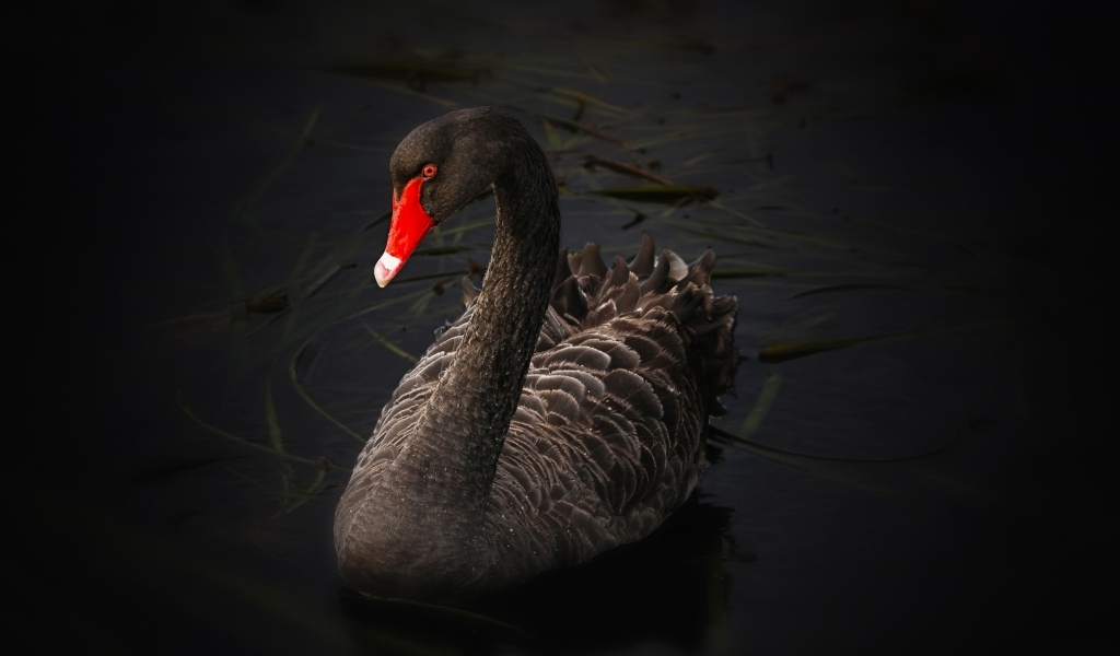 Большой черный лебедь с красным клювом