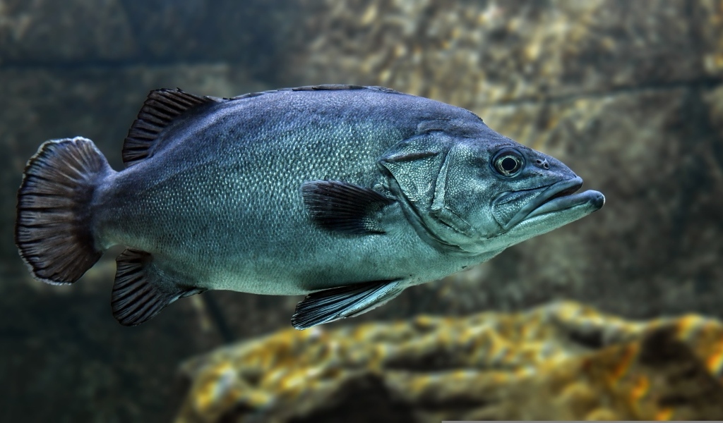 Большая синяя рыба в воде