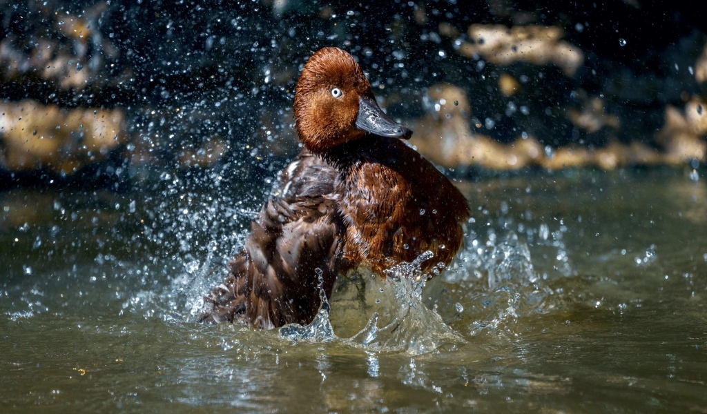 Большая коричневая утка купается в воде