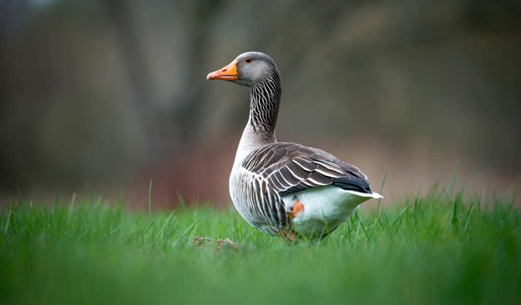 Большой серый гусь на зеленой траве 