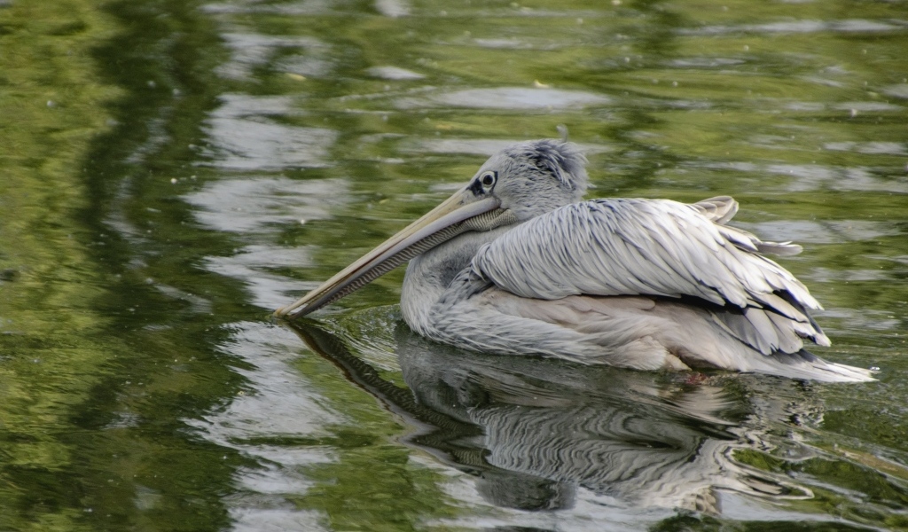 Большой серый пеликан в воде