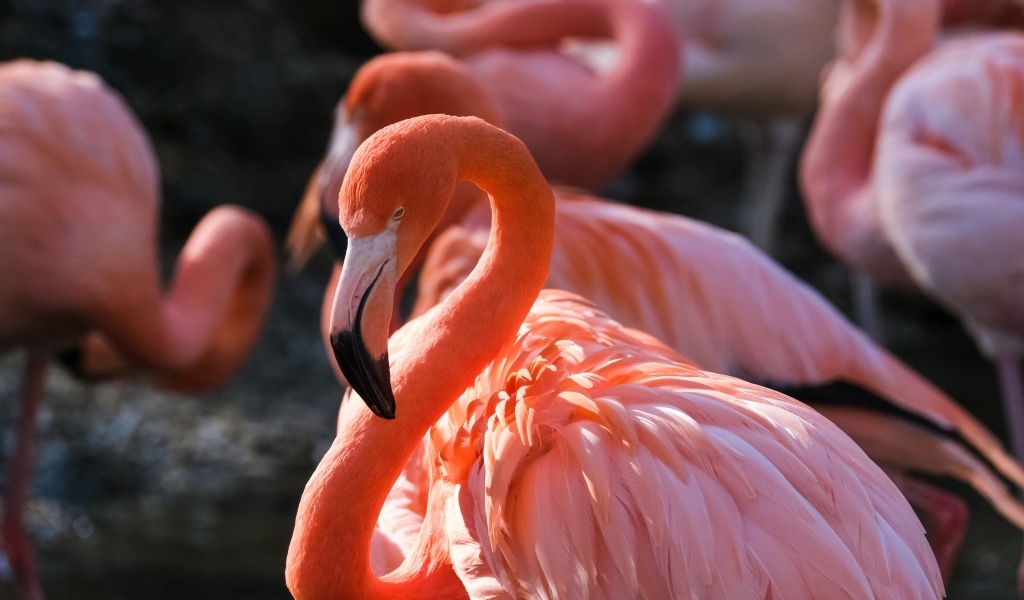 Большой розовый фламинго крупным планом