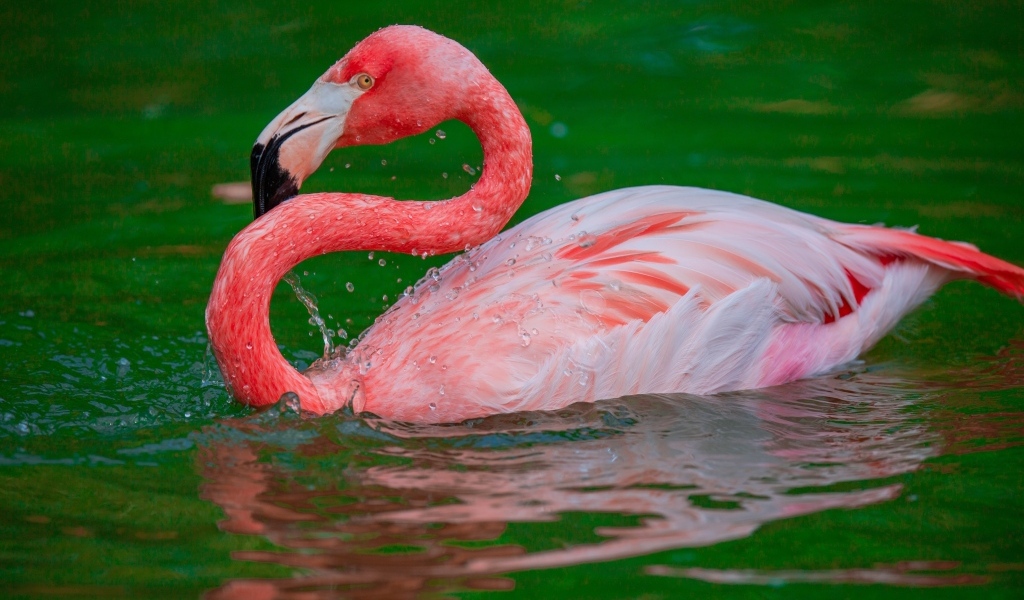 Большой розовый фламинго плавает в воде 