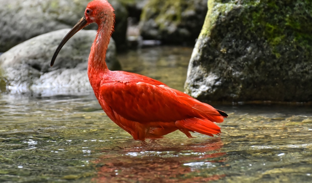 Большой красный ибис в воде
