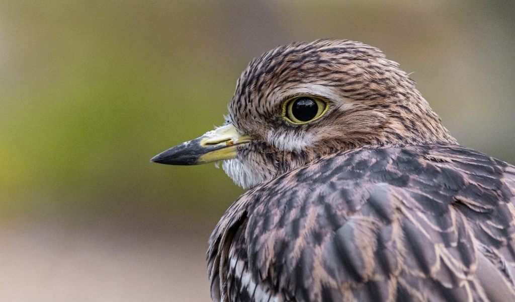 Птица с острым коротким клювом