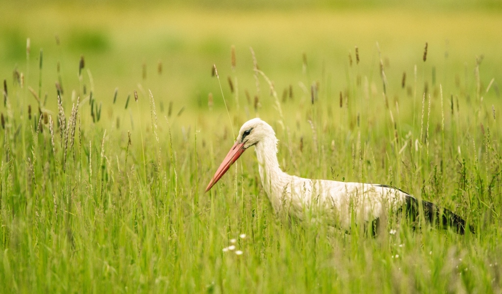 Большой аист охотится в траве