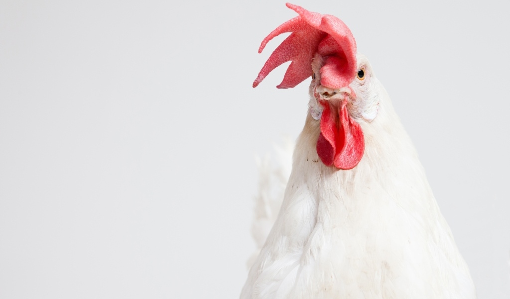 Большой белый петух с красным гребнем