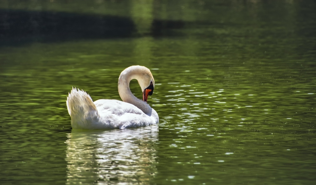 Большой белый лебедь плавает в пруду