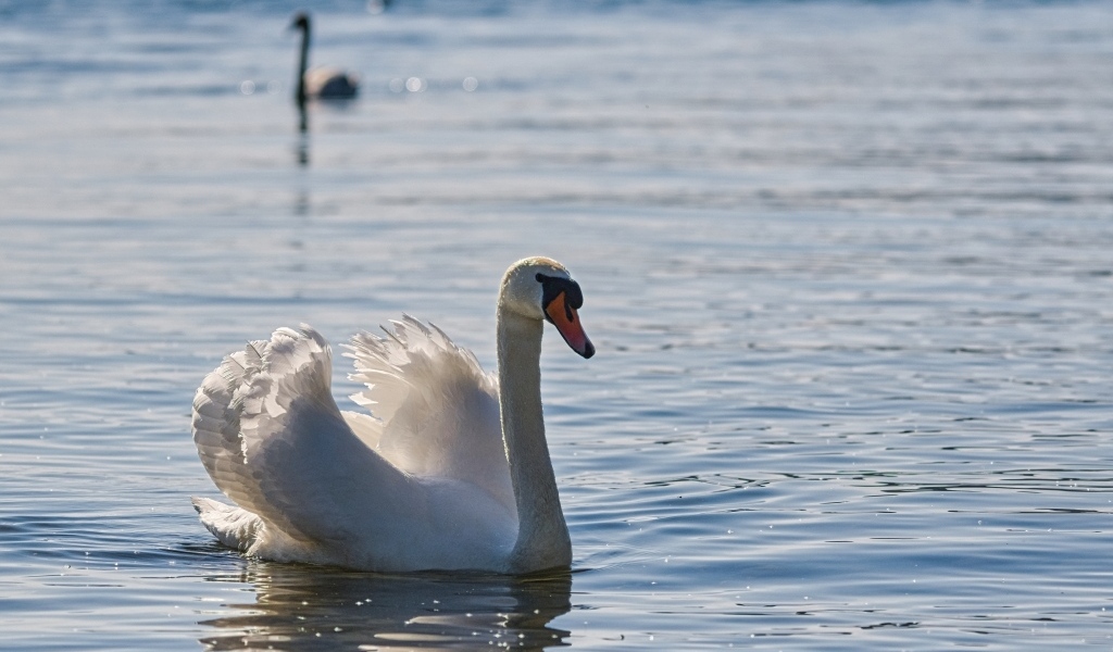 Большой белый лебедь плавает в воде