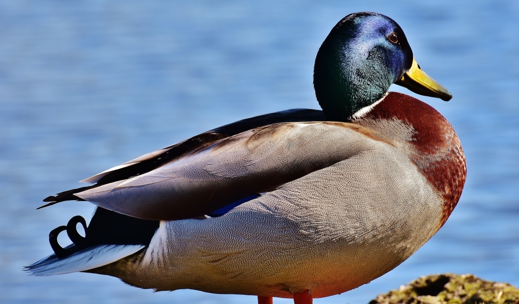 Большой дикий селезень у пруда