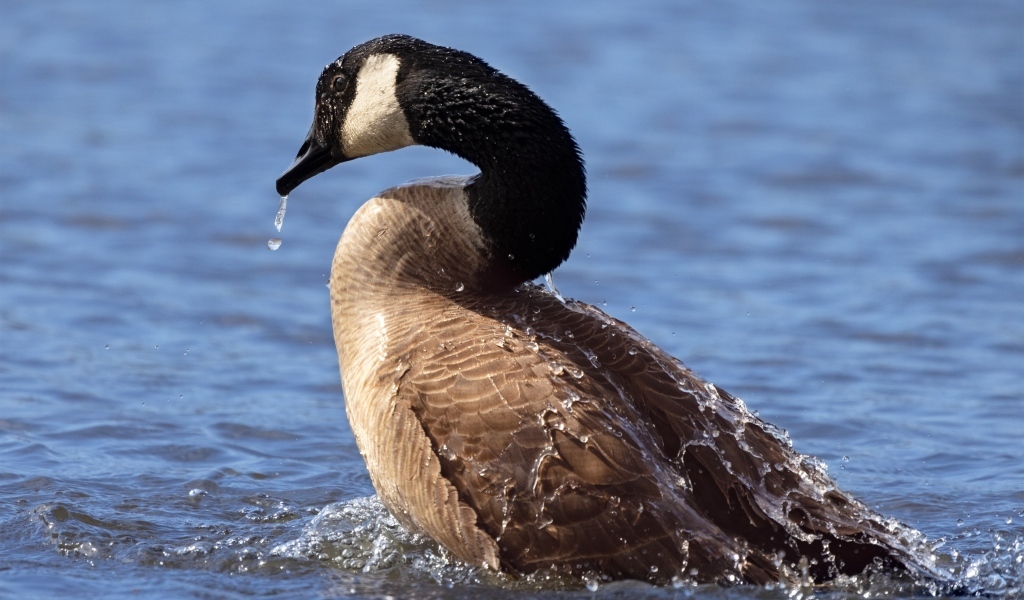 Большой дикий гусь купается в озере