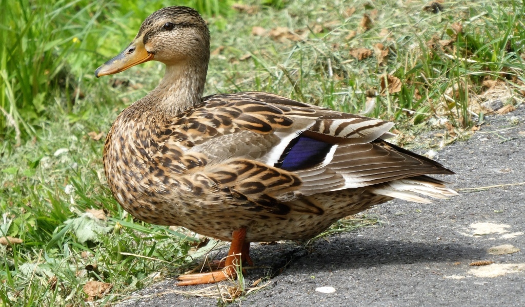 Большая дикая серая утка у травы