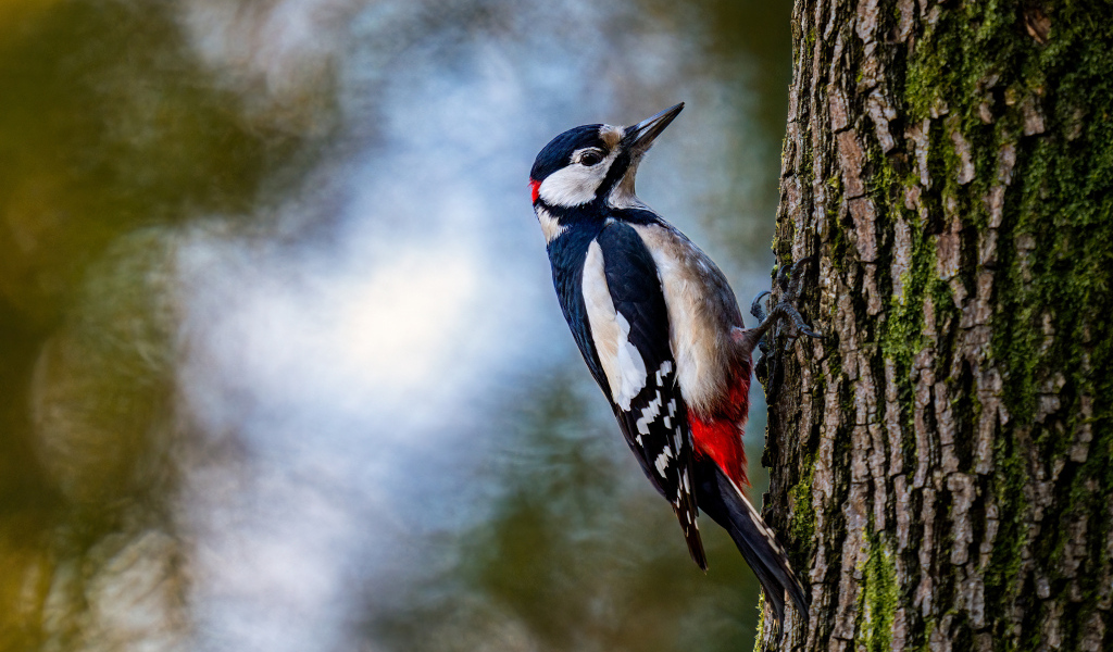 Большой дятел сидит на дереве