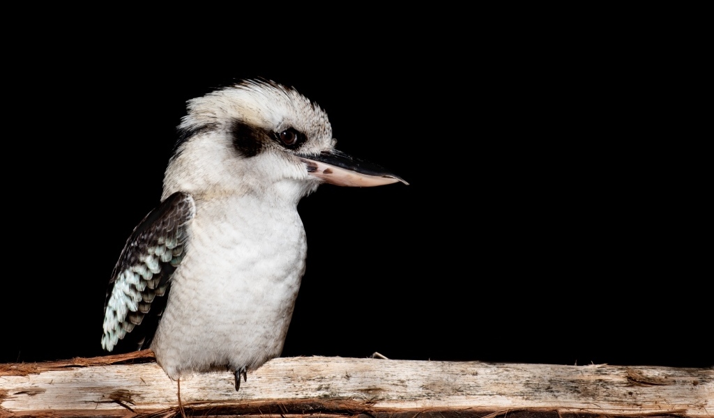 Птица Смеющаяся кукабара сидит на ветке
