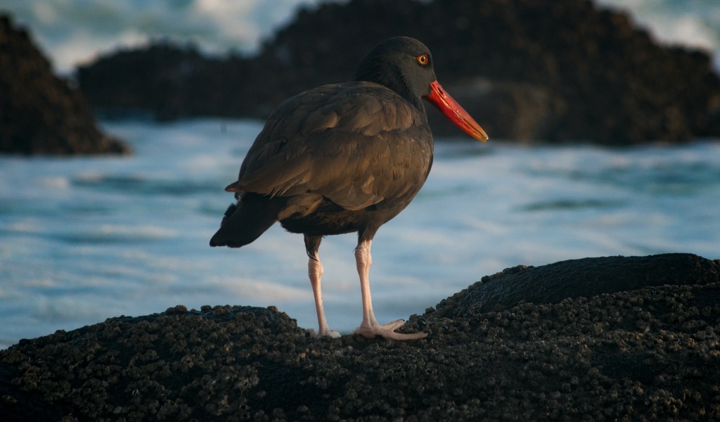 Птица черноватый кулик стоит у воды