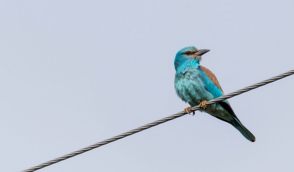 Птица европейский роллер сидит на проводе 