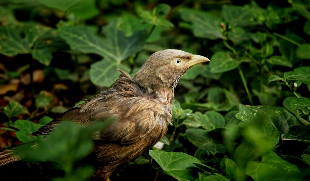 Птица прячется в зеленых листьях на земле
