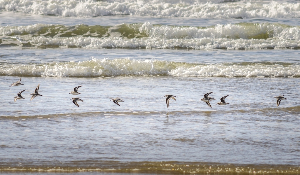 Птицы пролетают над морскими волнами