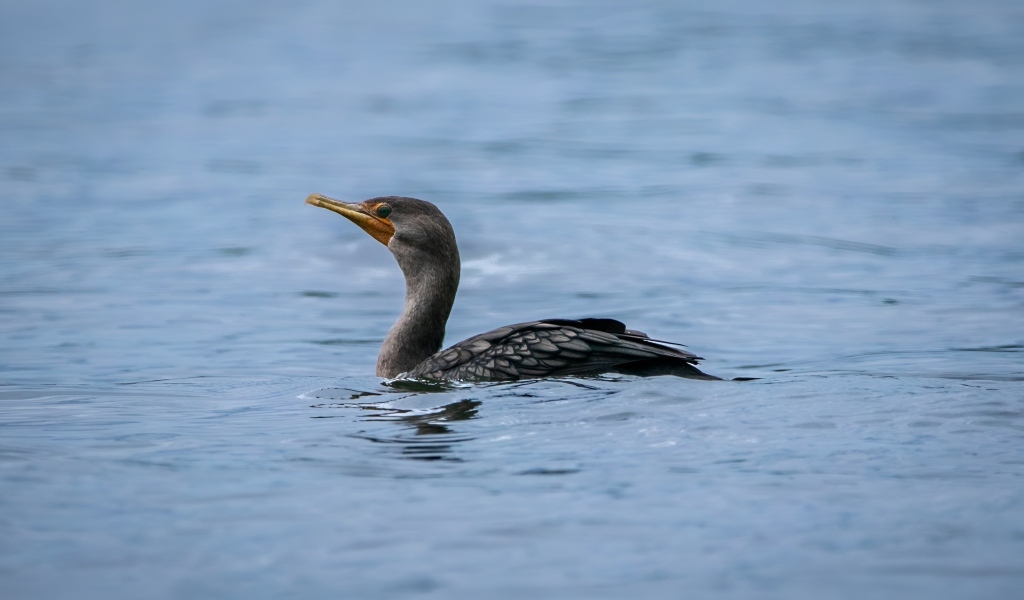Черный баклан охотится в воде