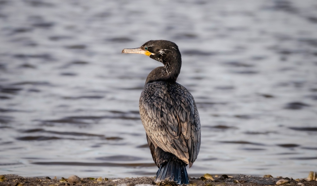Черный баклан стоит у воды
