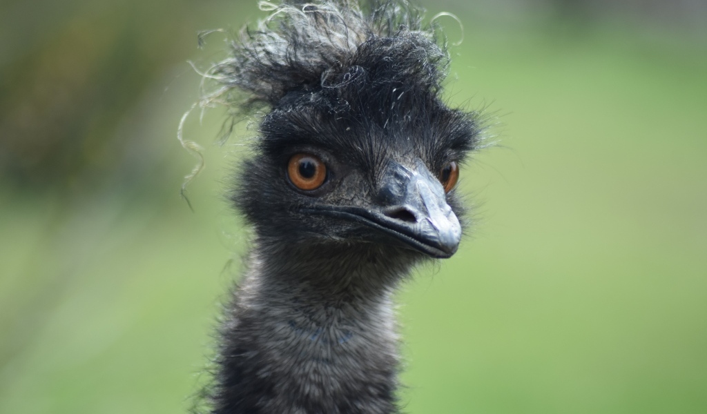 Голова черного страуса эму