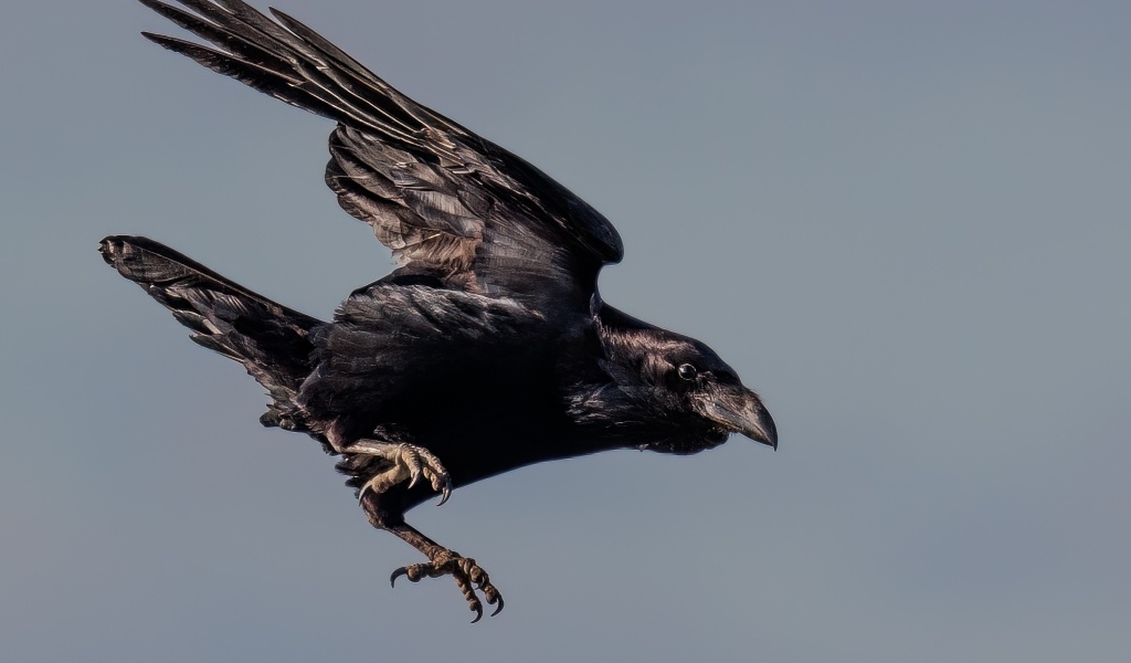 Черный ворон летит в небе