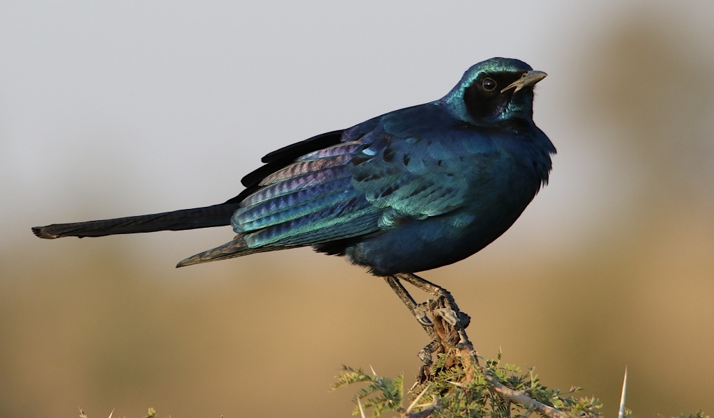 Черный скворец сидит на ветке