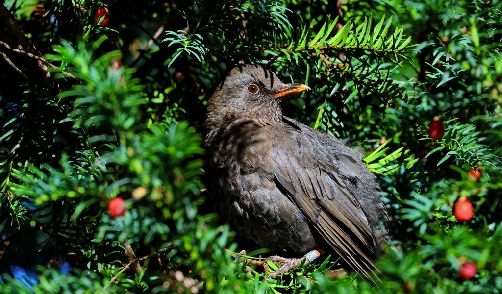 Черный обыкновенный дрозд в ветках