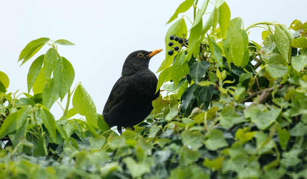 Черный дрозд сидит в ветках дерева