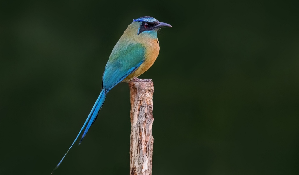 Синешапочный момот крупным планом