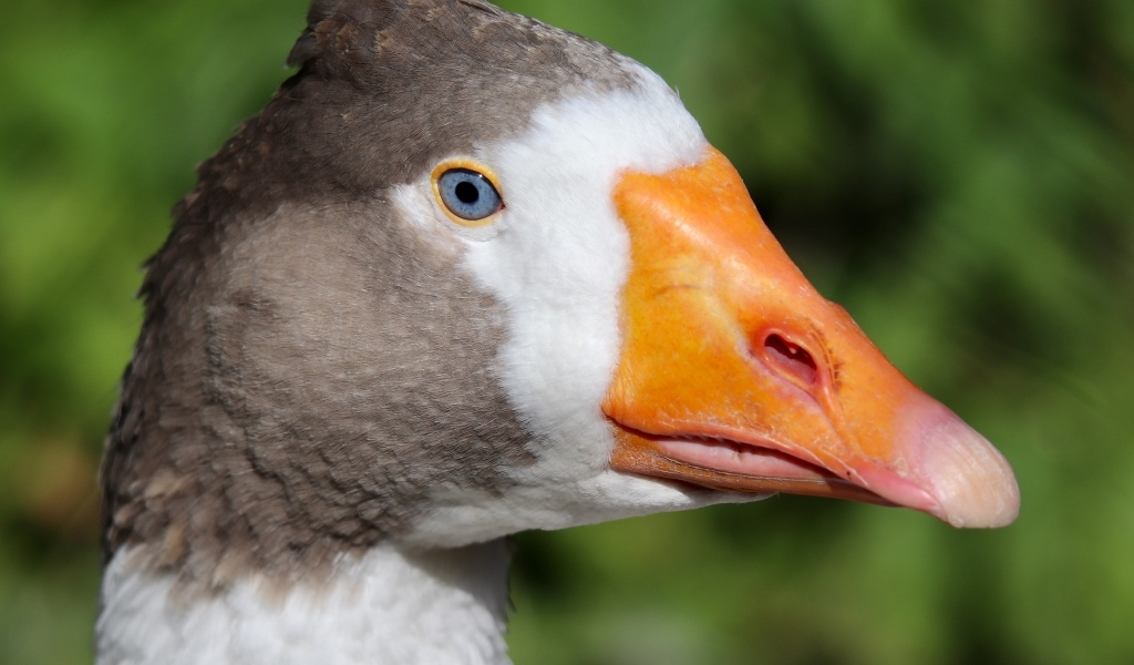 Голубоглазый домашний гусь  с оранжевым клювом